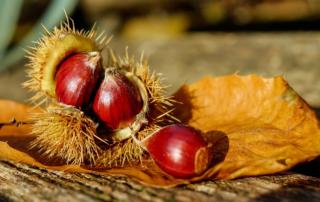 Castagne