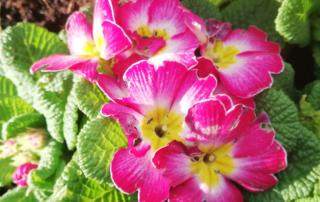 fiori di campo