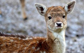 Cucciolo di Cervo