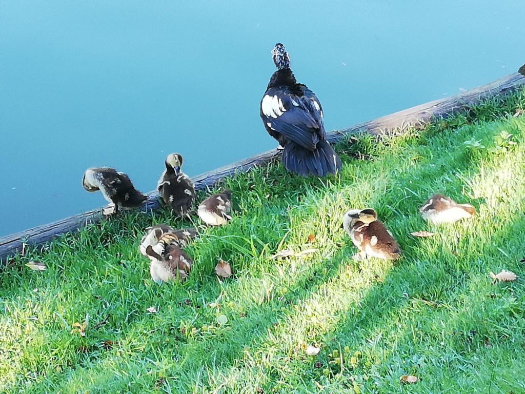 parco del villone Puccini