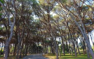 Pineta di Montecatini Terme